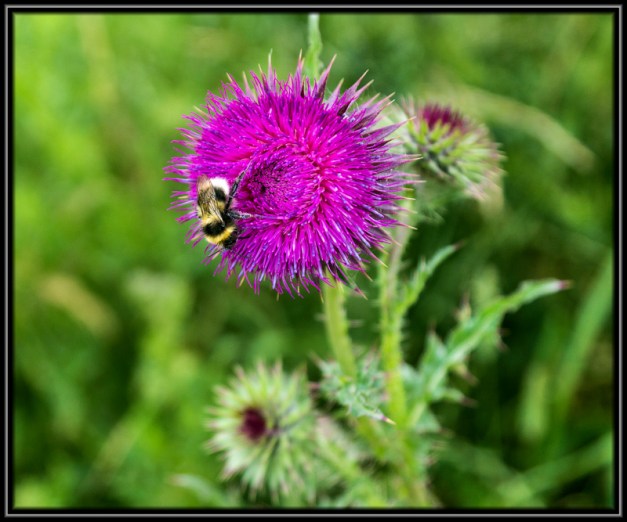 20130710_Cambridgeshire-24-295-C