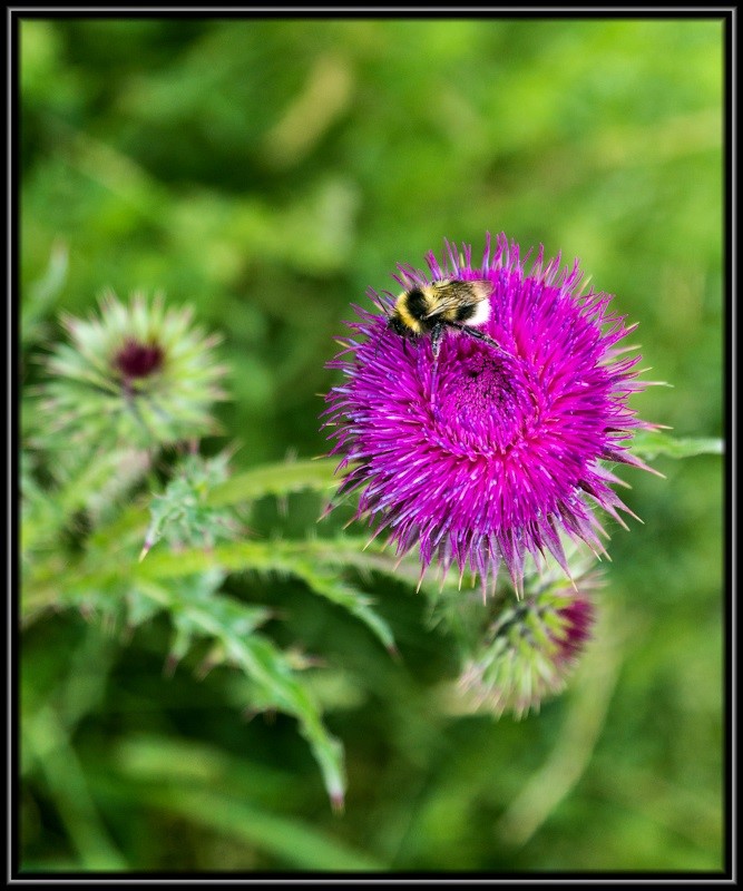 20130710_Cambridgeshire-24-295-C1