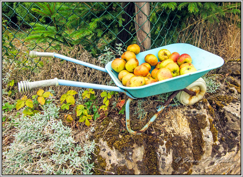 Apples For Sale, Apethorpe, Northamptonshire, Engalnd.